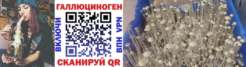 Галлюциногенные грибы Psilocybine cubensis  kraken как зайти  Кубинка  где можно купить  